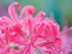 雨上がりの宝石