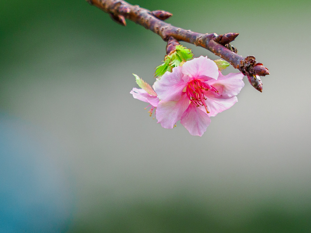 当たり前のような顔で咲く