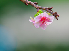 当たり前のような顔で咲く