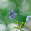 恵みの雨