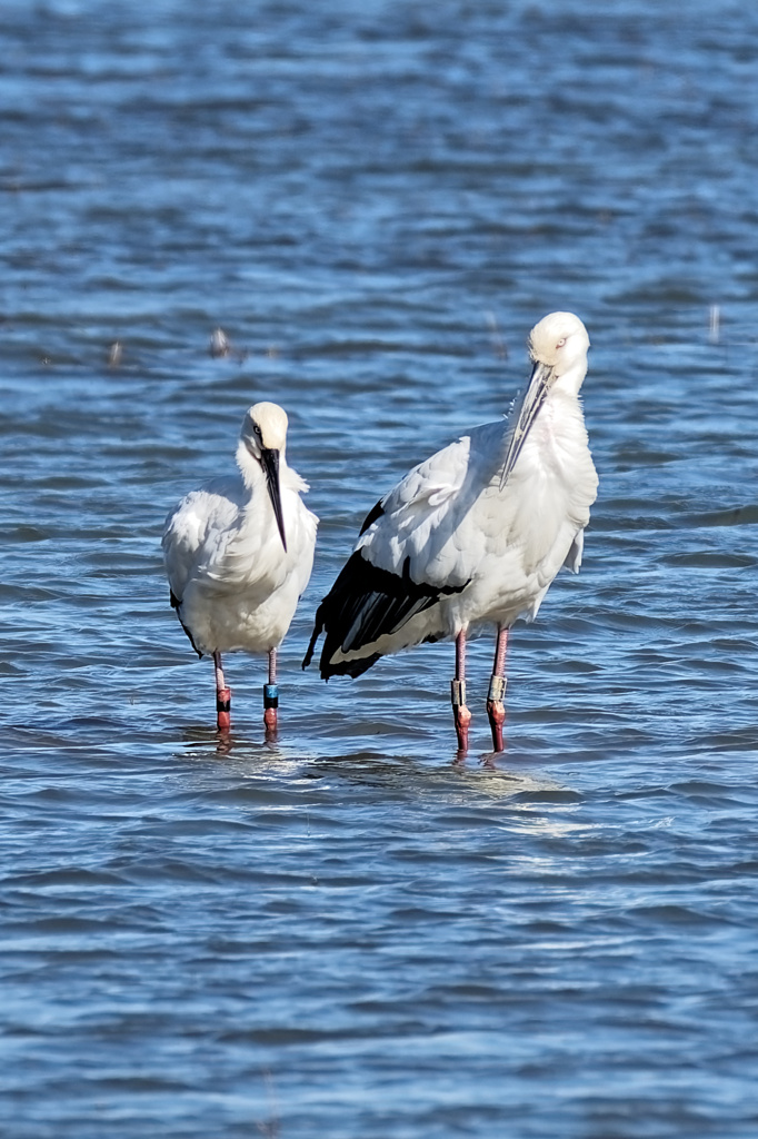たぶんコウノトリ