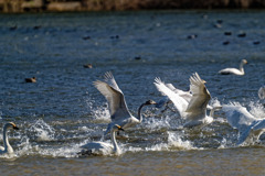 コハクチョウの着水