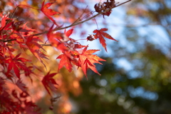 紅葉