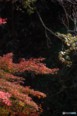 紅葉