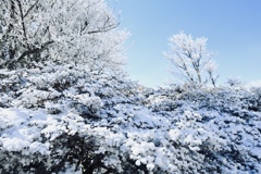 霧氷