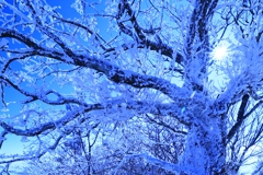 霧氷