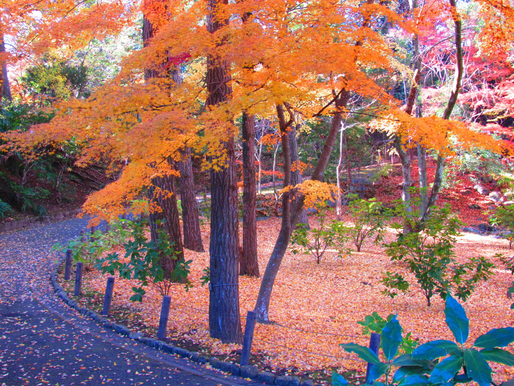 IMG_4490 by murakami