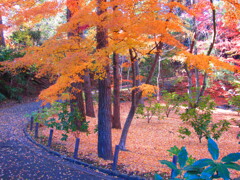 IMG_4490 by murakami