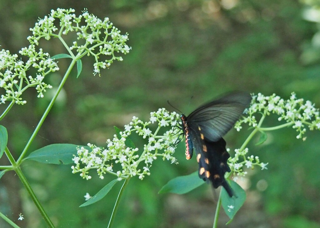 takahasi009