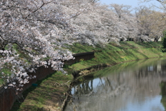 小貝川の桜（福岡堤） by toshi