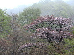 sekiguti DSCN0501