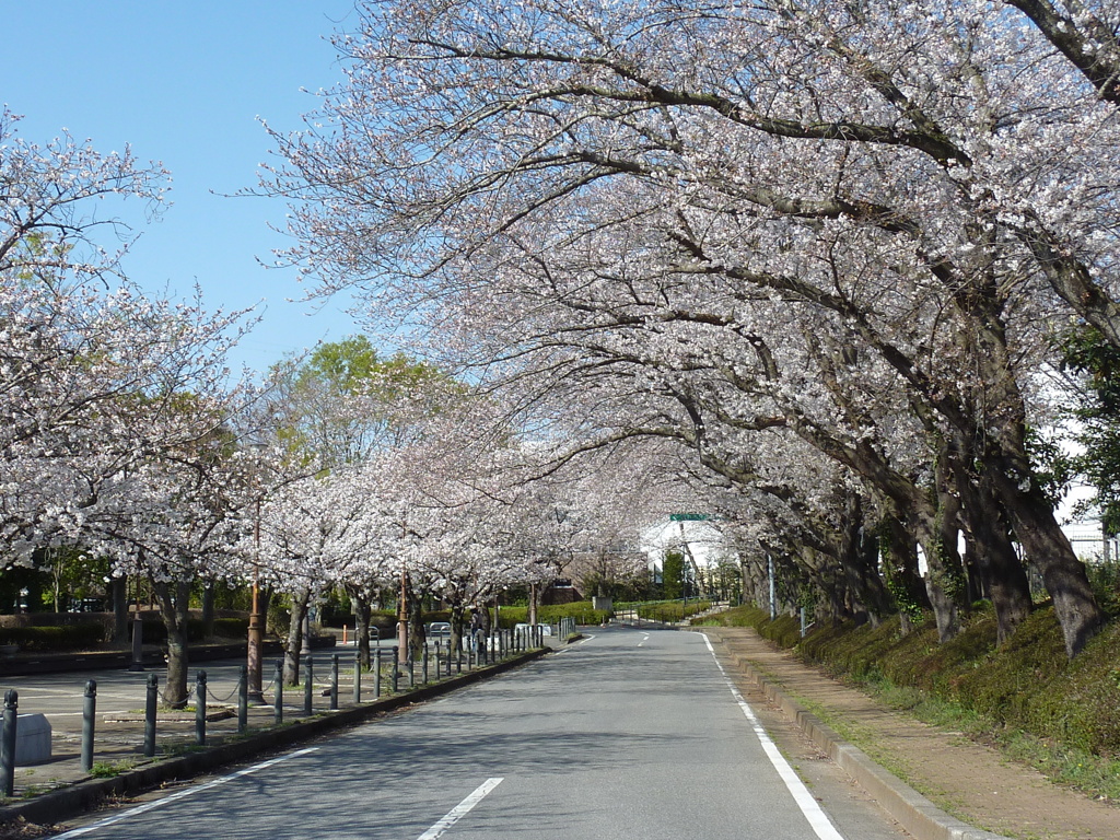 桜並木 by ootake