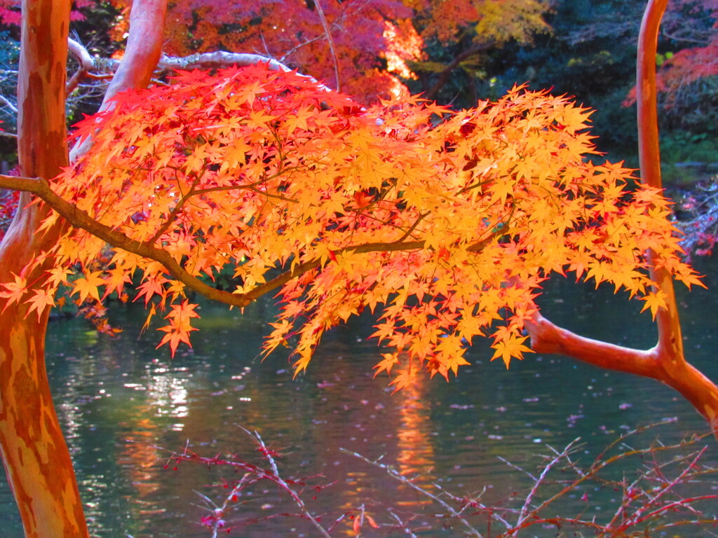 IMG_4502 by murakami