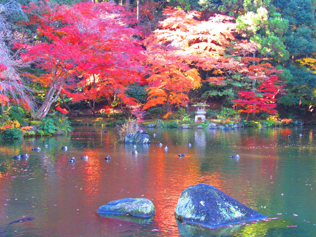 IMG_4494 by murakami