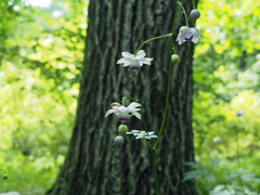 takahasi006