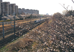 P3300058-02 by ootake