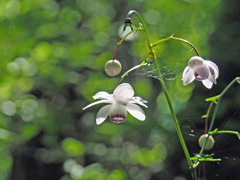 takahasi008