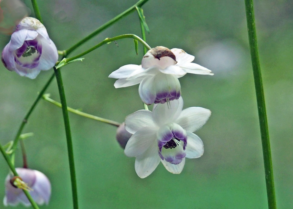 takahasi004