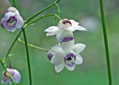 takahasi004