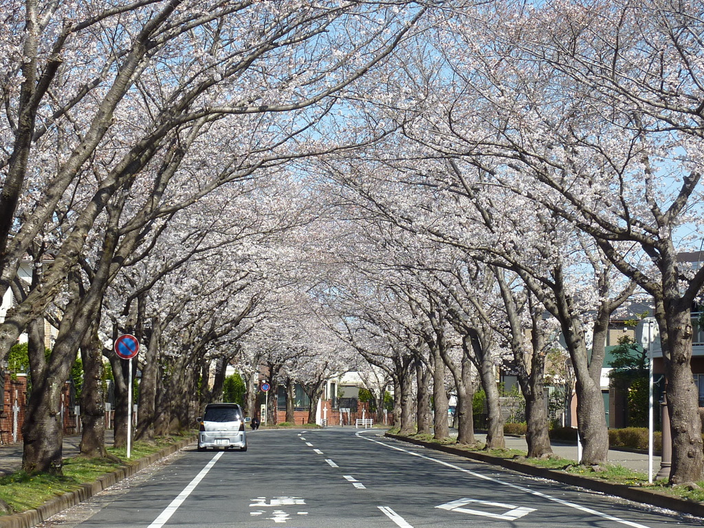 桜並木２ by ootake