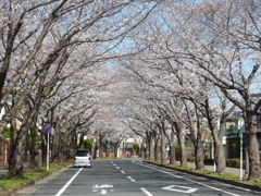 桜並木２ by ootake