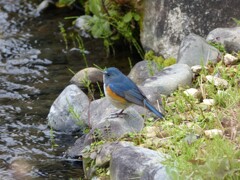 幸せの青い鳥