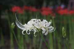 t.shi IMG_6132