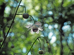 takahasi007