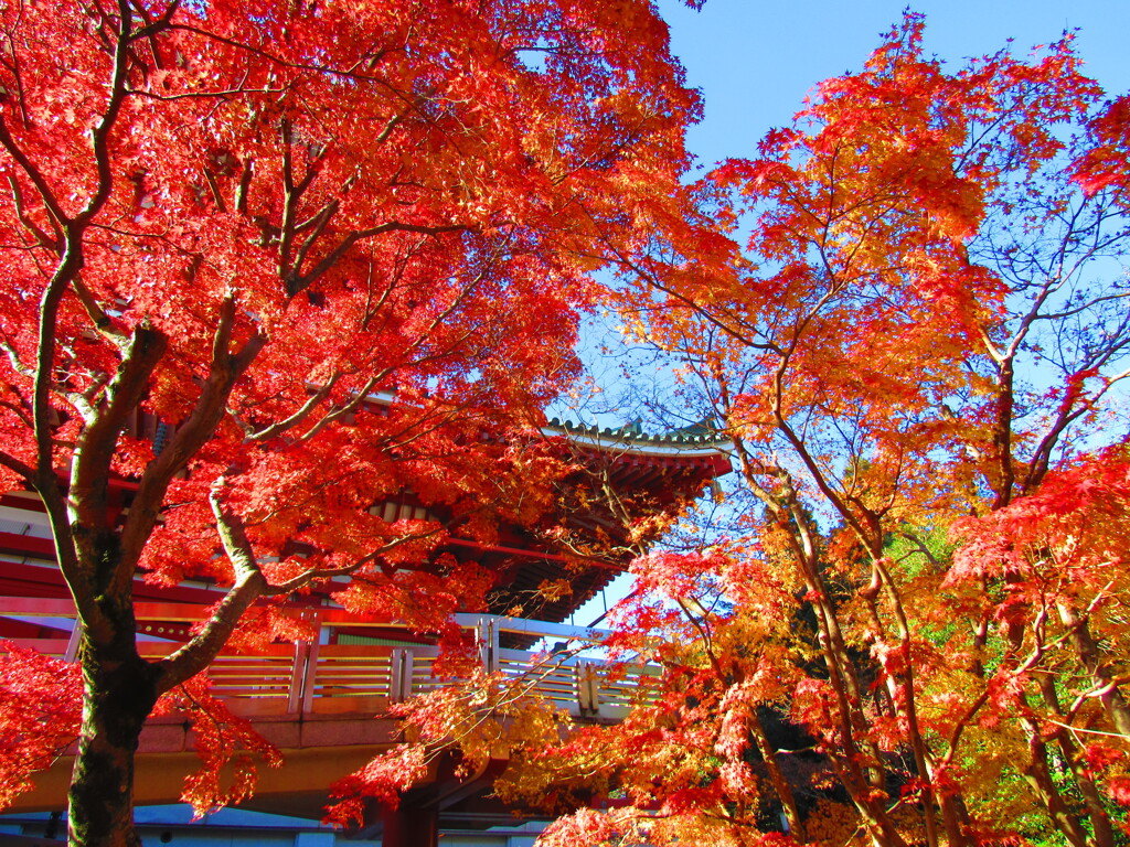 IMG_4525 by murakami