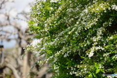 ユキヤナギ