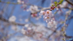 さくら1