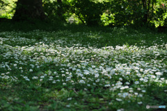 5月の木洩れ日