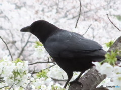 桜と雨とカラス