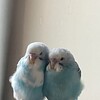 いつも一緒