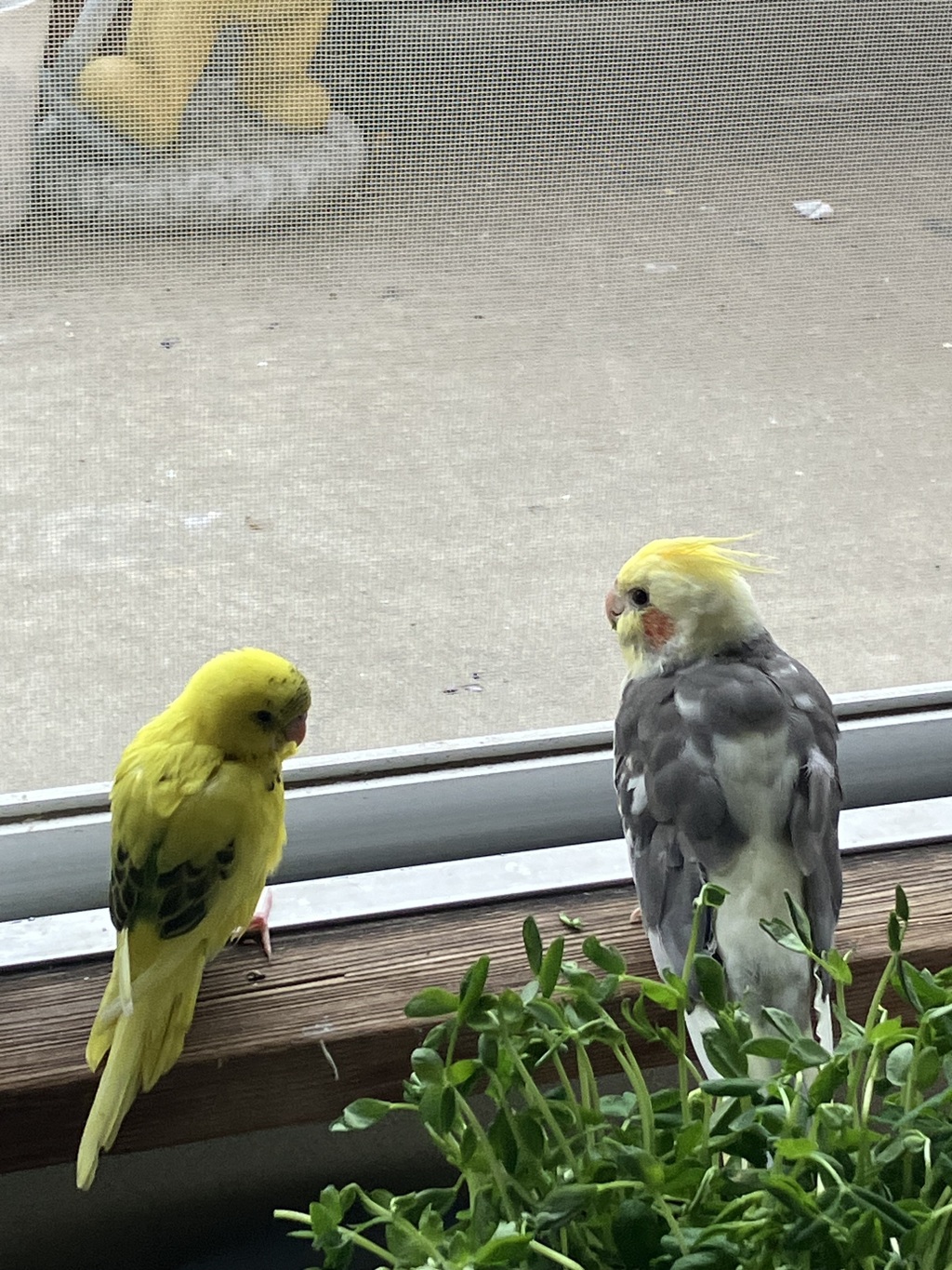 なかよし