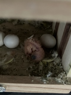 7月7日コザクラインコのすももちゃんときいちゃんの子供産まれました。