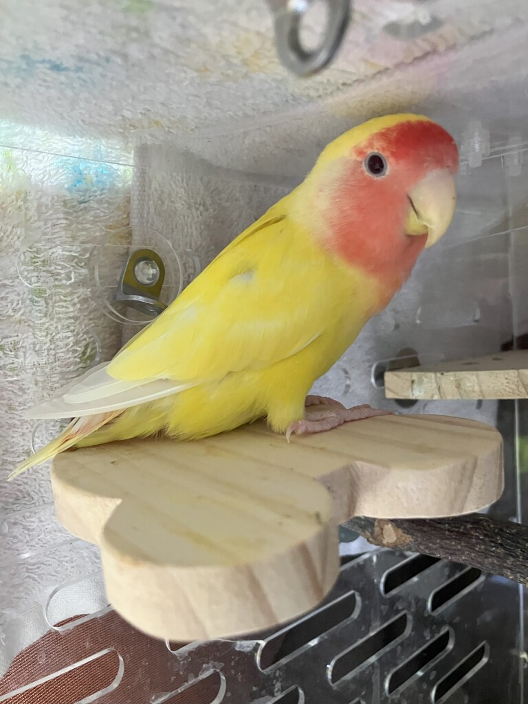 ママになった