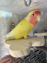 ママになった