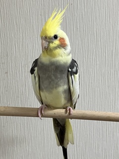 愛しのちょんま君