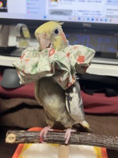 またちょんま　怪我。。