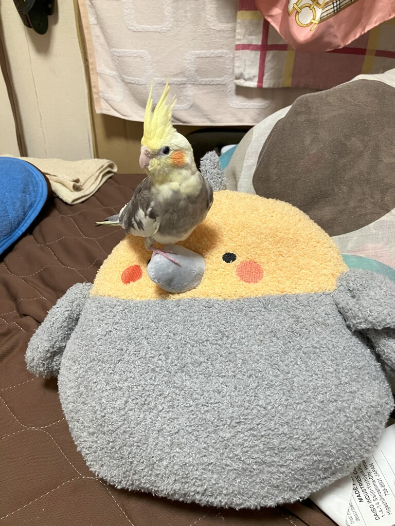ダイソーで見つけた僕のお布団
