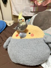 ダイソーで見つけた僕のお布団