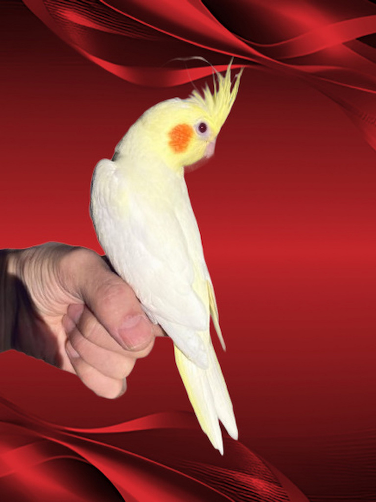 1月３日　迎入　ちょんま君の彼女　姫ちゃん