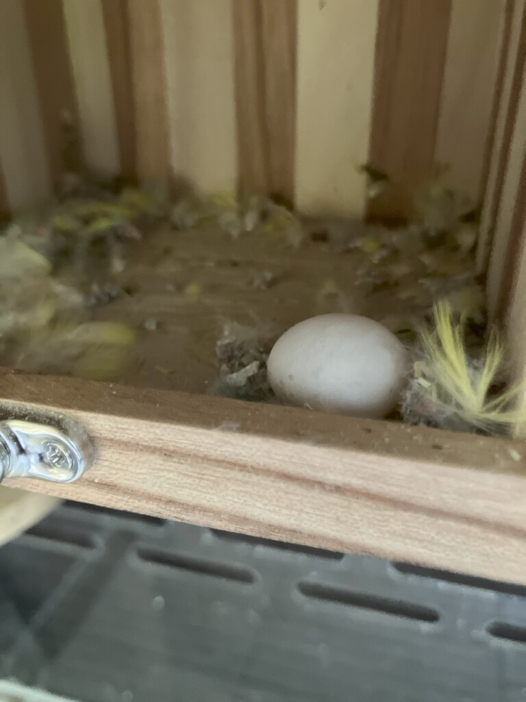 ４月１７日　一個目の卵