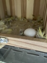 ４月１７日　一個目の卵