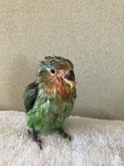 思いっきりの水浴び
