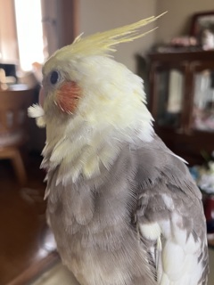 ほっぺにお弁当羽毛