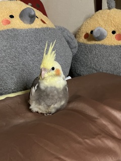 パパの枕を占領してしまったちょんま君