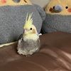 パパの枕を占領してしまったちょんま君