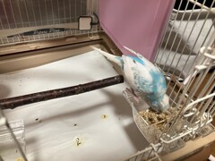 餌食べた！